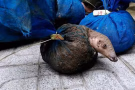 Quelque 1.132 animaux sauvages sauvés au Vietnam en 2020