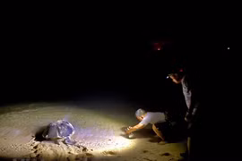 Côn Dao – un endroit sûr et idéal pour les tortues marines