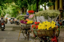 Hanoï et ses quatre saisons de fleurs