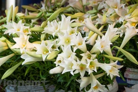 Le lys blanc, symbole du mois d’avril à Hanoï