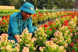 Le secteur des plantes ornementales se prépare pour le Nouvel An lunaire 