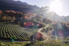 Floraison des cerisiers sur les collines de thé à Sapa