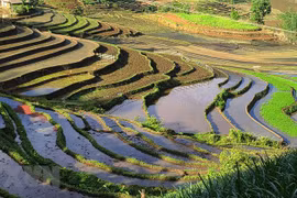 Saison de la mise en eau des rizières à Y Ty: des escaliers vers le paradis 