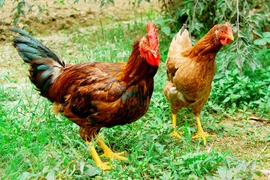 Bac Giang cherche à promouvoir le label "poulet de Yen The" 