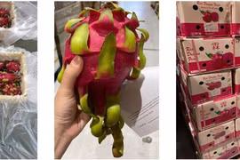 Priorité à l'application de la technologie dans l'emballage des produits agricoles