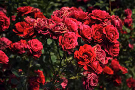 Les prix des roses de Da Lat augmentent de 2 à 3 fois avant la Saint-Valentin