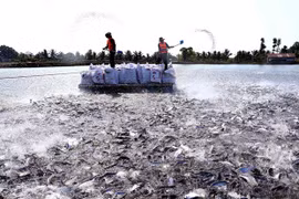 La filière pangasius pourrait se rétablir complètement au troisième trimestre
