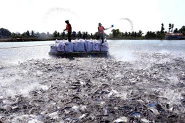 La filière pangasius pourrait se rétablir complètement au troisième trimestre