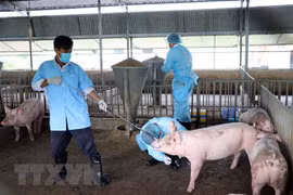 Bac Lieu annonce la fin de la peste porcine africaine