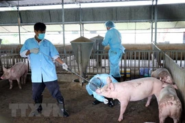 Bac Lieu annonce la fin de la peste porcine africaine