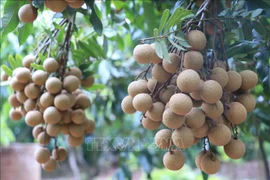 De nouveaux produits agricoles du Vietnam exportés vers la Chine, la Nouvelle-Zélande et le Japon