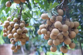 De nouveaux produits agricoles du Vietnam exportés vers la Chine, la Nouvelle-Zélande et le Japon