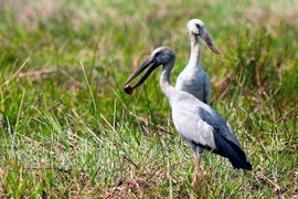 Plusieurs espèces d’oiseaux sauvages affluent à Bac Lieu