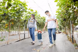 Hanoï cherche à développer l’agriculture écologique liée au tourisme