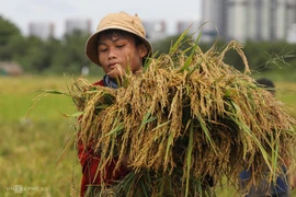 La valeur des exportations de riz vietnamien en forte augmentation