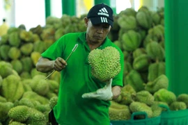 La Thaïlande, championne des exportations de durians