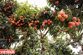 Bac Giang cherche à améliorer la qualité et la productivité des vergers de Luc Ngan