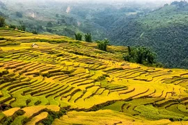 La beauté des rizières d’Y Ty à la saison du riz mûr 