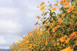 Hanoï : Contempler des fleurs de tournesol sauvage à Ba Vi
