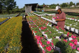 Les villages de fleurs se précipitent à l'approche du Têt du Cochon 2019