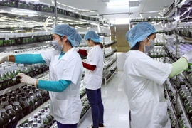 Tien Giang encourage les investissements dans la transformation des fruits et légumes