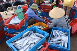 Pêche INN : de nombreux efforts pour la suppression du carton jaune