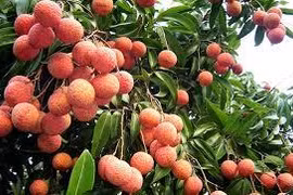 Hai Duong prépare à l'exportation de litchis vers le Japon