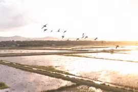 Des paysans dévoués aux oiseaux sauvages