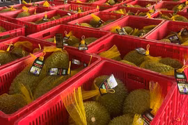 Le durian Ri6 du Vietnam bien apprécié en Australie