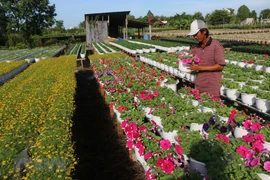 Les villages de fleurs se précipitent à l'approche du Têt du Cochon 2019