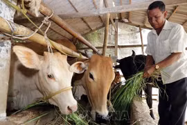 Le taux de pauvreté multidimensionnel du Vienam en forte baisse entre 2016-2020