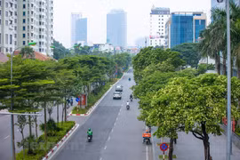 Les fleurs d’Alstonia à Hanoï 