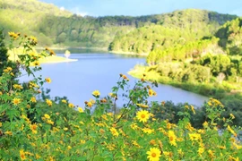 Dà Lat parmi les plus beaux endroits du monde où admirer les fleurs, selon Booking.com