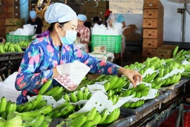 Plus de 1,6 milliard de dollars d'exportations de fruits et légumes en cinq mois