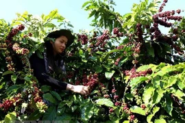 Les exportations nationales de café devraient rebondir en 2021