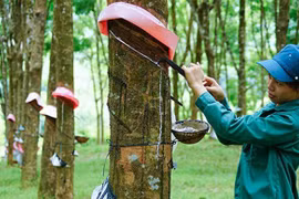 Bond des exportations de caoutchouc en quatre mois