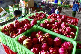 Exportations agricoles vietnamiennes vers l'UE en hausse