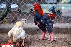 À la découverte des spécialités culinaires du Têt