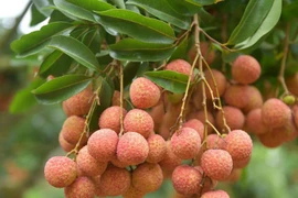 L’Australie, un marché prometteur pour le litchi frais vietnamien