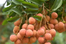 L’Australie, un marché prometteur pour le litchi frais vietnamien