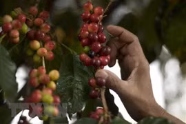 Un webinaire pour dynamiser le commerce Vietnam-Venezuela