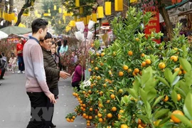 Les ambassadeurs de plusieurs pays adressent leurs vœux du Têt aux Vietnamiens