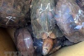 Quang Nam : une détentrice illégale d’animaux sauvages condamnée à cinq ans de prison
