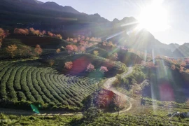 Floraison des cerisiers sur les collines de thé à Sapa