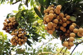 Le Vietnam cherche des marchés d’exportation potentiels pour ses longanes