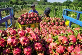Vietnam-Chine: le commerce bilatéral franchit la barre de 175 milliards de dollars en 2022