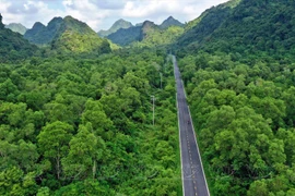 Le parc national de Cat Ba – "poumon vert" au milieu de la mer 
