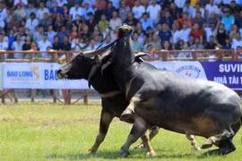 Ouverture de la Fête du combat de buffles à Dô Son