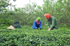 BM: le taux de pauvreté au Vietnam en forte baisse ces dix dernières années