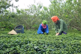 BM: le taux de pauvreté au Vietnam en forte baisse ces dix dernières années